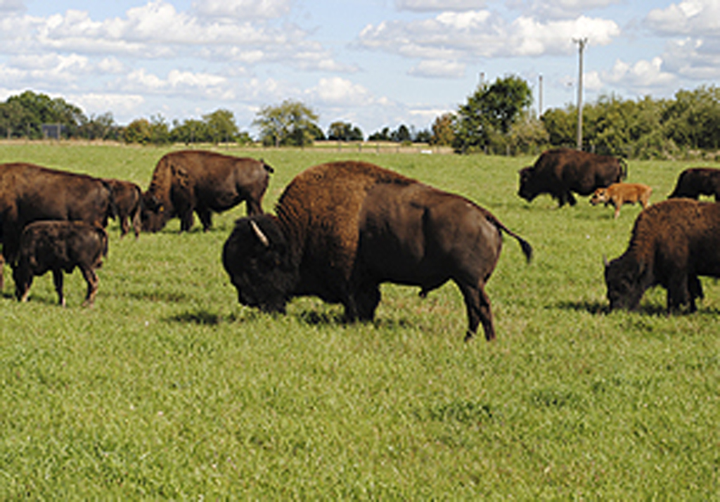 Älg % Bison